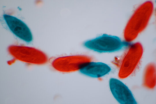 Micrograph of Paramecium Under Microscope