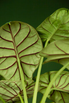 Alocasia baginda dragon scale plant showing intricate leaves
