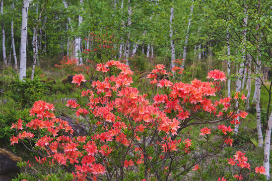 日本：白樺の群生を背景に咲くツツジ【レンゲツツジ（Rhododendron molle (Blume) G.Don subsp. japonicum ）】長野県佐久穂町・5月