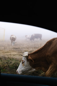 Cow grazing beside car window in foggy field