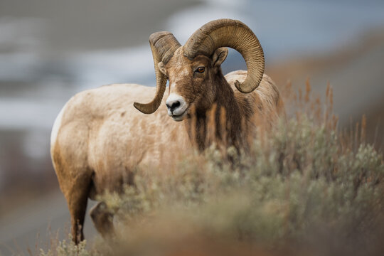Bighorn sheep standing in yellowstone national park wilderness