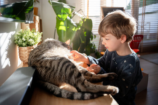 Affectionate child gently petting tabby cat at home