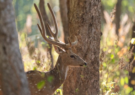 Buck Spotted Deer Head Portrait In Kanha National Park, India  