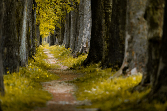 Golden Canopy Path