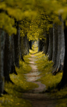 Golden Canopy Path