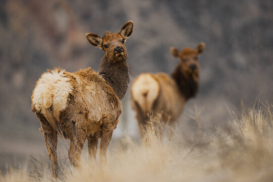 Young elk calf looking back in yellowstone national park