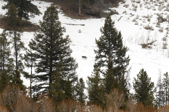 Wolf walking through snowy winter landscape in yellowstone