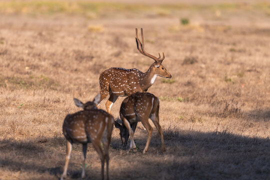Buck And Two Does Spotted Deer In Kanha National Park, India  