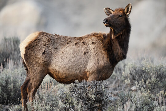 Cow elk standing alert in sagebrush environment looking right