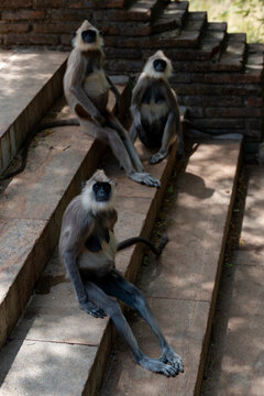 Monkeys at Temple, Sri Lanka, Asia.