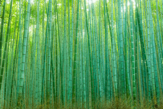 Backlit Giant Japanese Bamboo