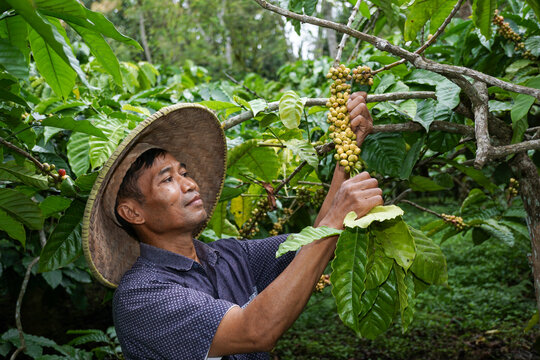 Asian farmer caring for coffee plants in East Java plantation, traditional Indonesian agriculturist working in organic coffee farm field