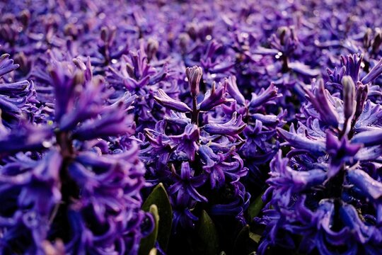 Purple Hyacinths in Morning Light