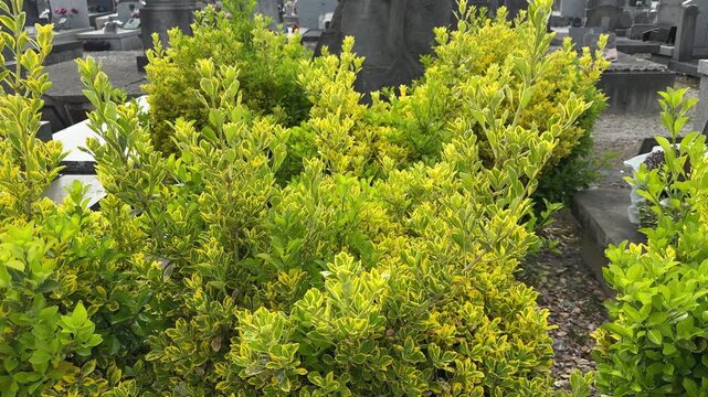 Variegated green and yellow cemetery shrubs