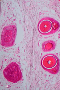 Mouse Tail Cross Section Micrograph