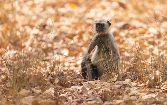 Langur Sitting Among Dry Leaves In Kanha National Park  