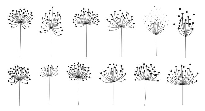 Collection of delicate black and white dandelion seed heads on long stems illustrates the lightness and fragile beauty of wild meadow flowers.