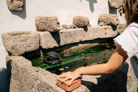 Child Feeds Turtles at a Stone Fountain During a Sunny Day