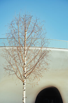 Branches reach toward blue sky near modern building
