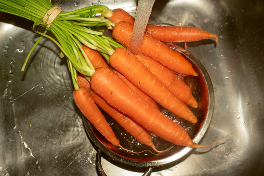 Fresh Carrots In Sink