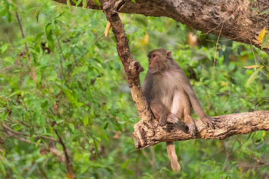 Rhesus Macaque On A Tree In Kanha National Park, India 