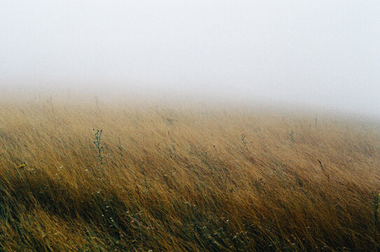Tall grass in foggy meadow with muted natural tones
