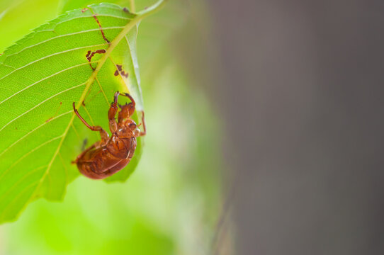 Cicada shell