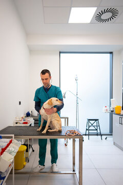 Veterinarian Examining Dog