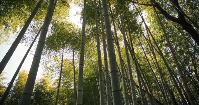 Silhouette of beautiful, tall bamboo thicket in Japan - steady cam low shot
