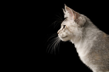Fluffy maine coon cat profile portrait looking forward isolated on black background © seregraff