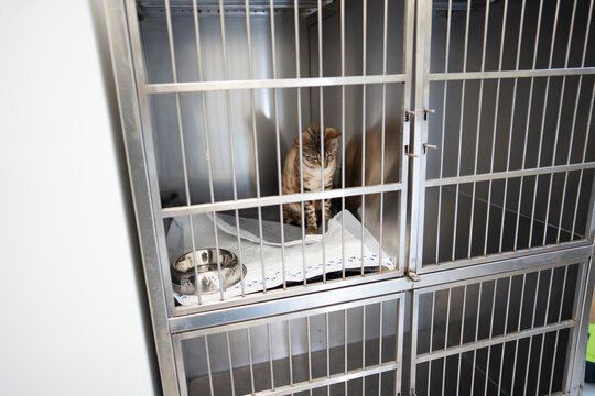 Cat in a cage at an animal shelter