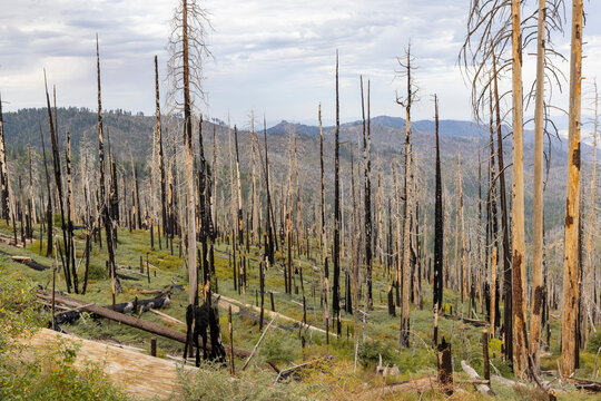 Fire damage Trees Yosemite National Park landscape