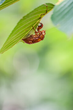 Cicada shell
