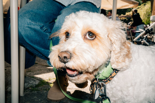 Cute Dog Enjoys a Day out at the Park With Its Owner