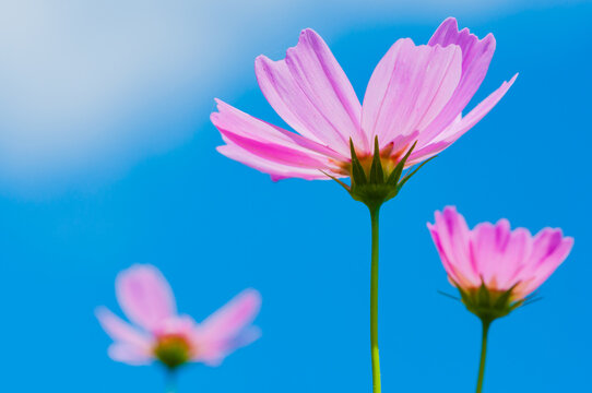 Cosmos