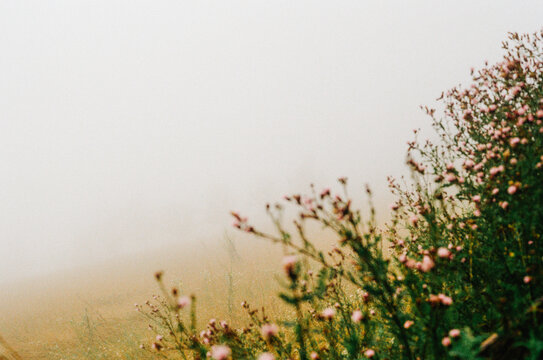 Pink wildflowers in foggy meadow with soft focus