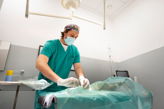 Veterinary Surgery in Progress in Animal Clinic