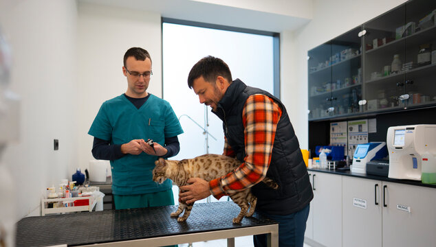 Examining Cat in Veterinary Clinic