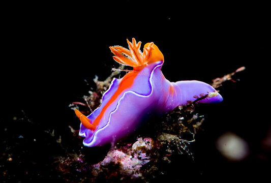 Nudibranch