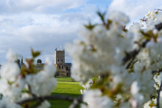 White blossom, framing an abbey in the background.