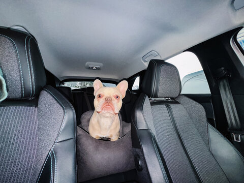 French bulldog sitting in car seat in back seat