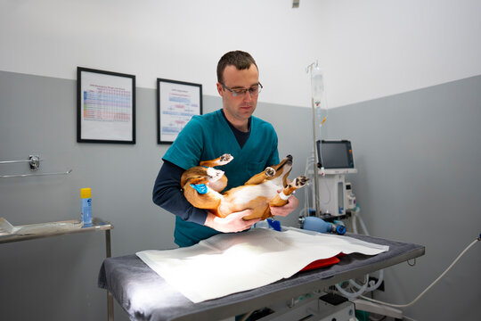 Preparing Dog for Surgery on Examination Table