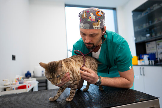 Vet examines a cat in a modern clinic