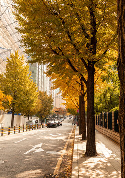 Quiet city street with golden ginkgo trees in autumn