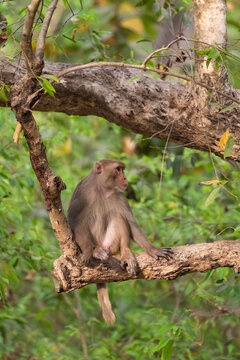 Adult Rhesus Macaque On Tree, Vertical Portrait  