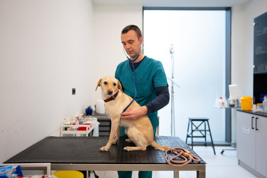 Dog check-up at veterinary clinic in the afternoon