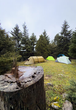 Camping tents pitched in a forest clearing