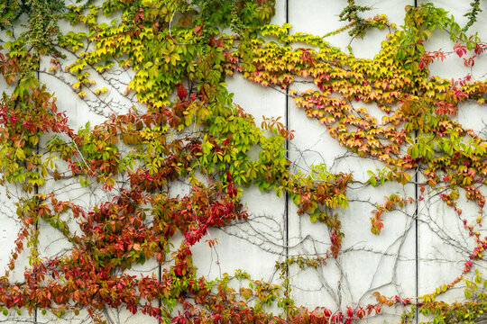 Abstract concrete wall with colorful vine in autumn