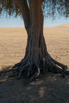 Tree trunk and roots in desert sand