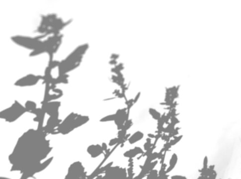 Shadows from the field grass on a white background. Mockup